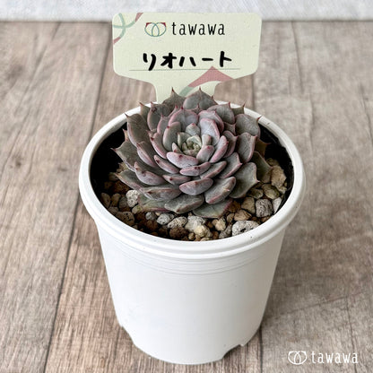 リオハート【tawawaハウス苗】