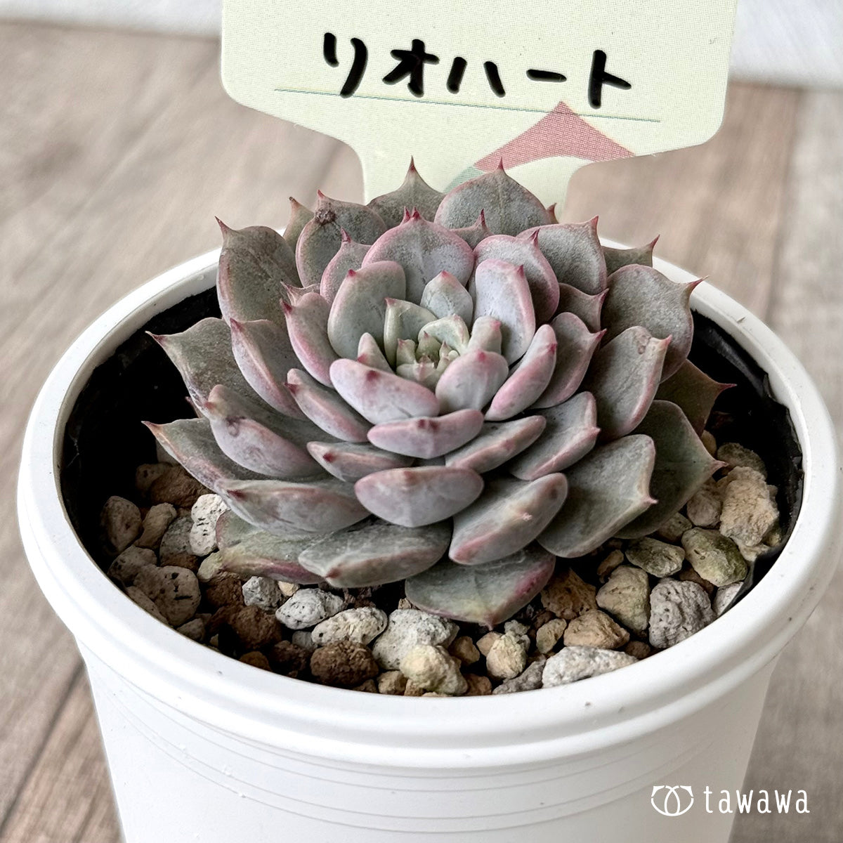 リオハート【tawawaハウス苗】