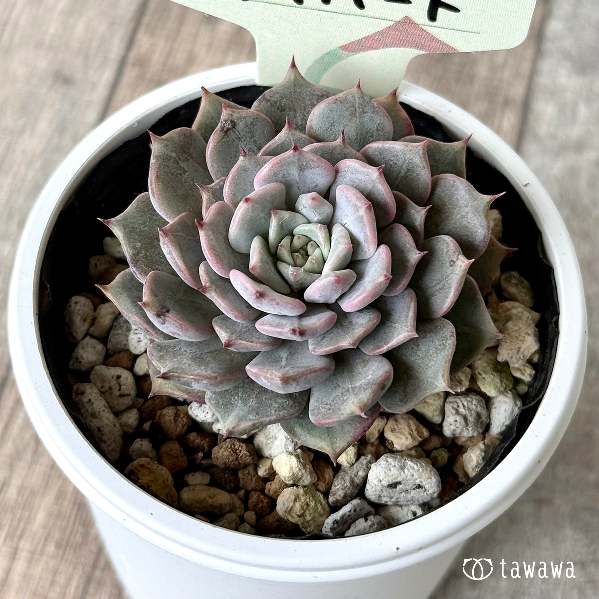 リオハート【tawawaハウス苗】