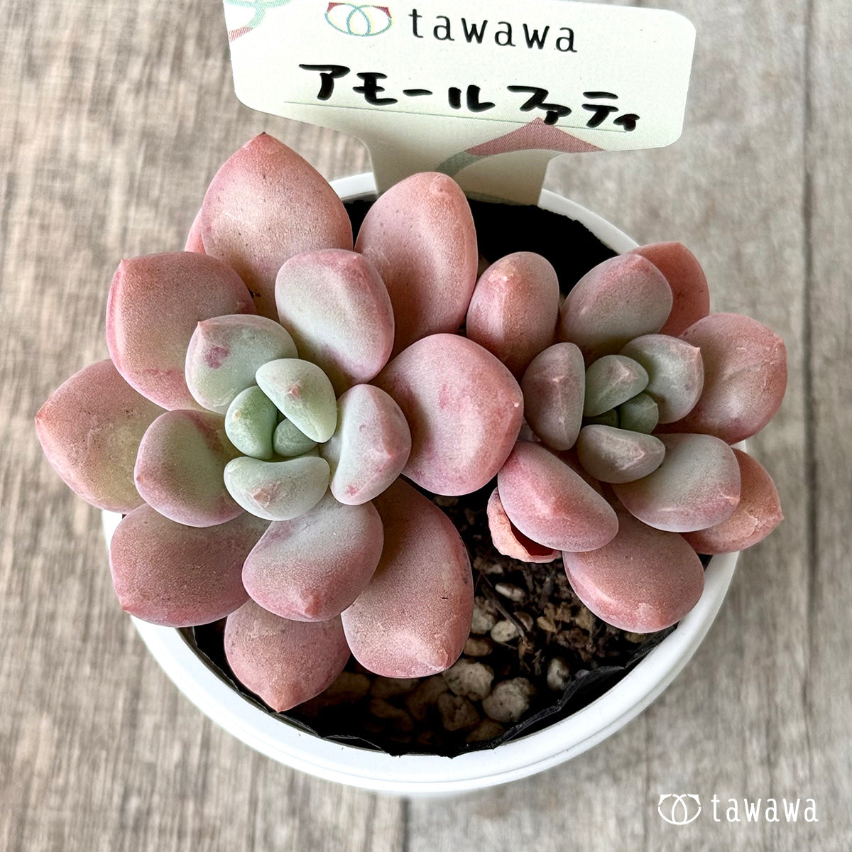 アモールファティ（双頭）【tawawaハウス苗】