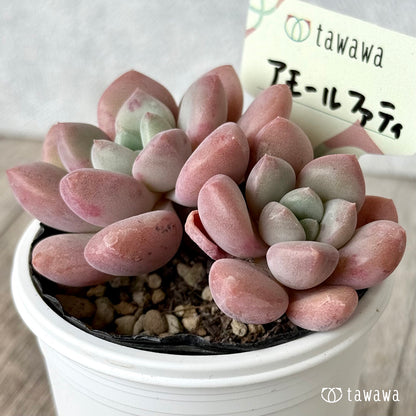 アモールファティ（双頭）【tawawaハウス苗】