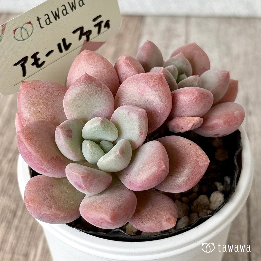 アモールファティ（双頭）【tawawaハウス苗】