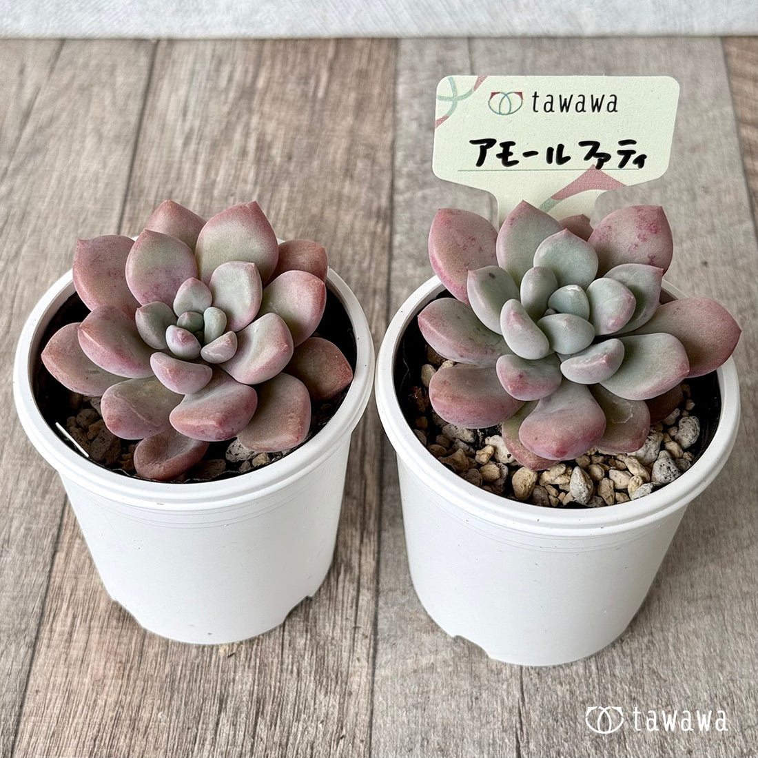 ＊新発売＊　アモールファティ（単頭）【tawawaハウス苗】