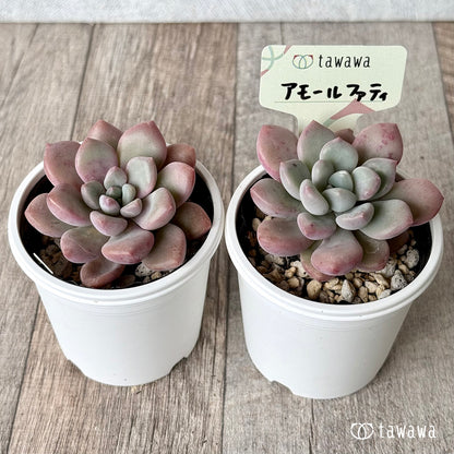 アモールファティ（単頭）【tawawaハウス苗】