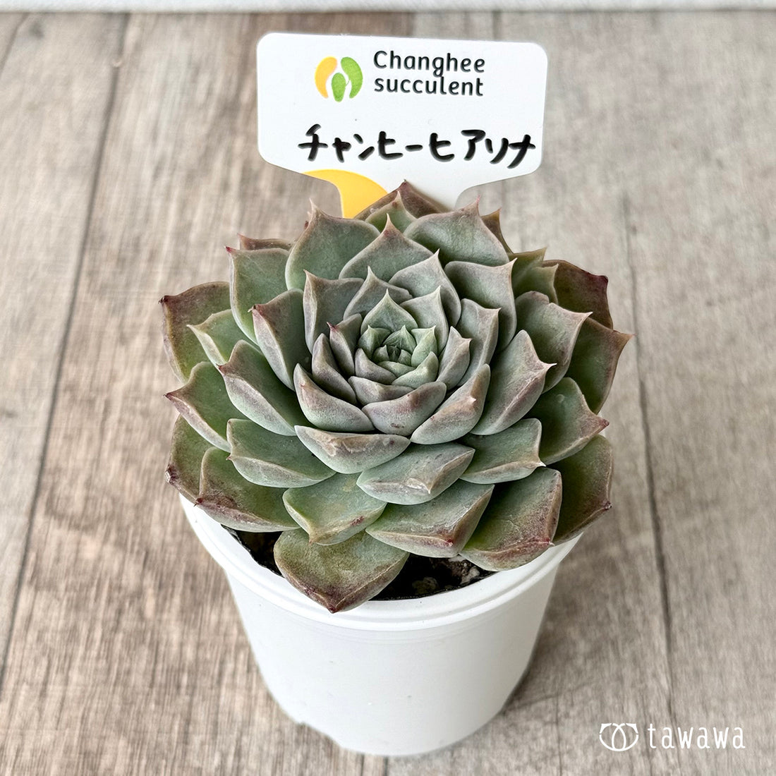 ＊新発売＊　チャンヒーヒアリナ（チャンヒー農園）【tawawaハウス苗】