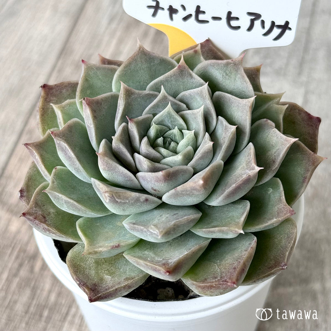 ＊新発売＊　チャンヒーヒアリナ（チャンヒー農園）【tawawaハウス苗】