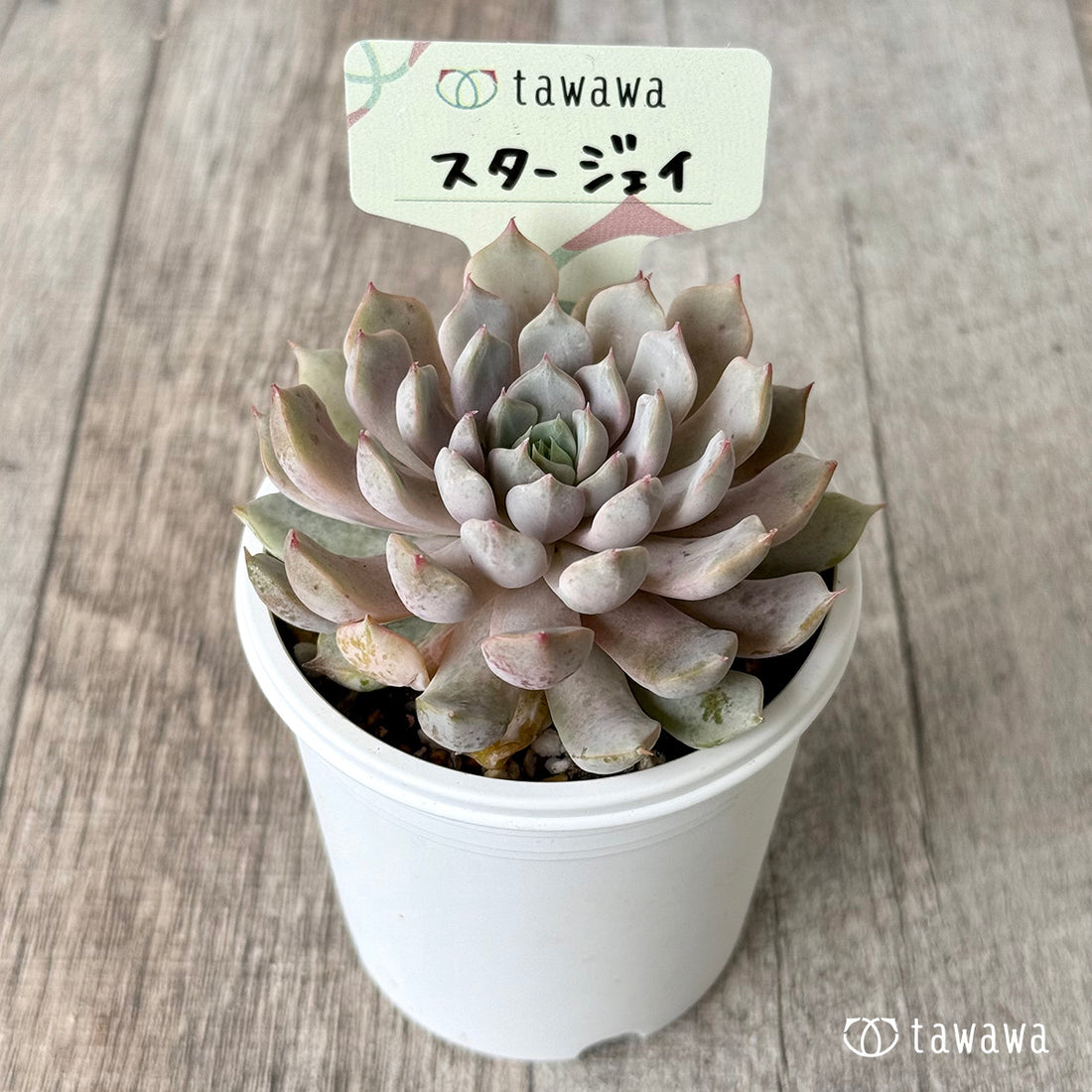 ＊新発売＊　スタージェイ【tawawaハウス苗】