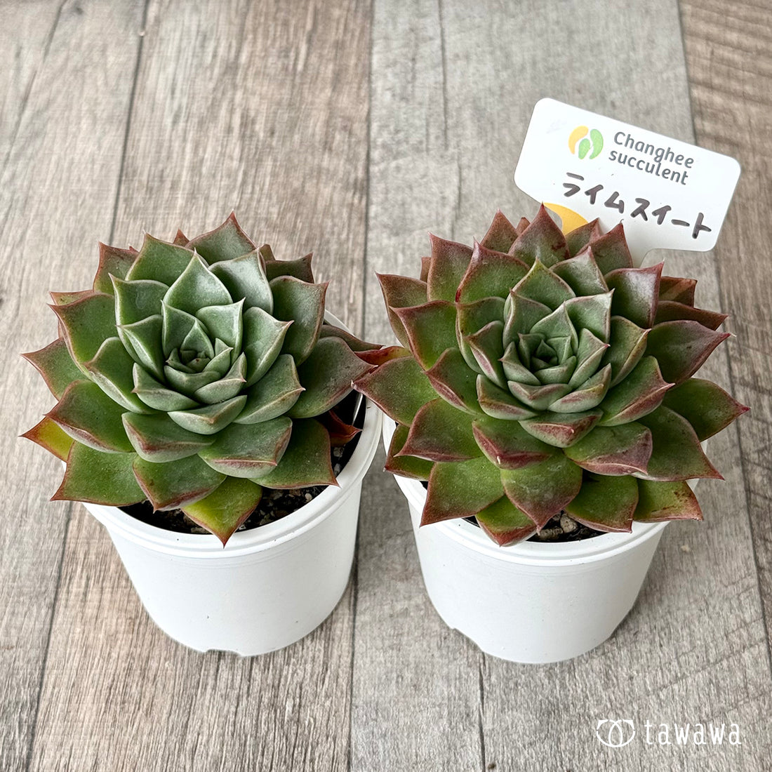 New Arrivals: Ice Green