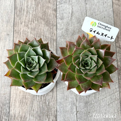 ＊新発売＊　ライムスイート（チャンヒー農園）【tawawaハウス苗】