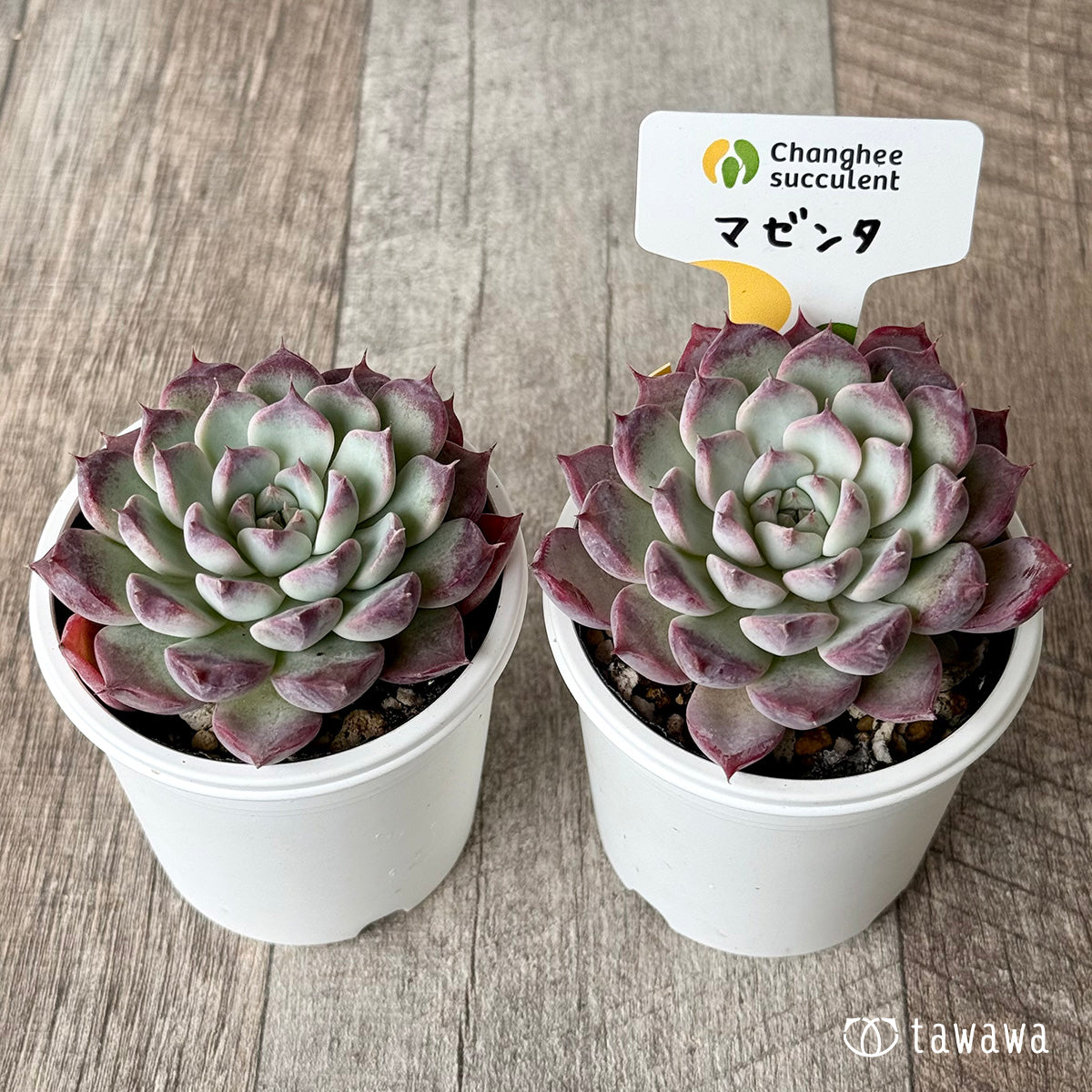 マゼンタ（チャンヒー農園）【tawawaハウス苗】