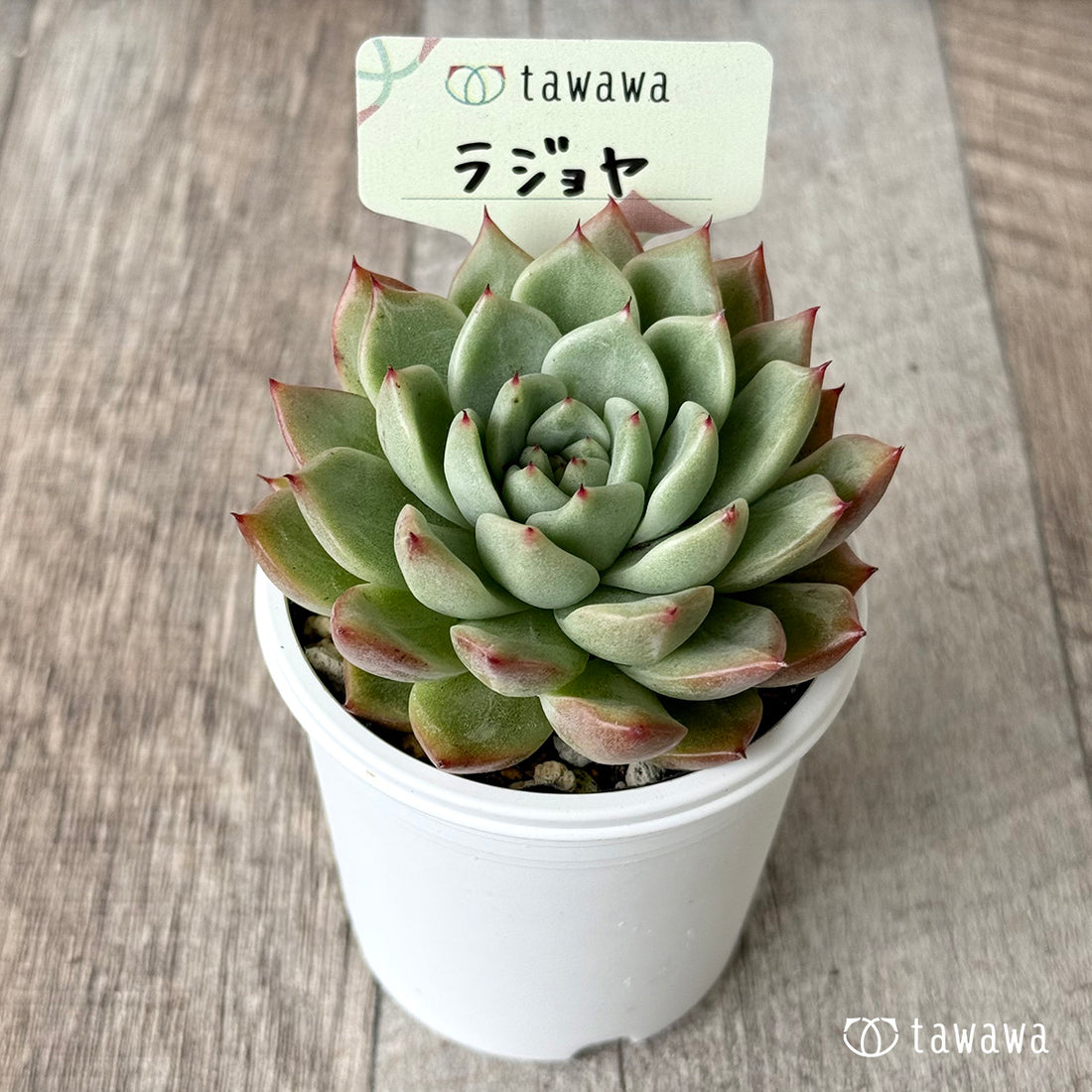 ＊新発売＊　ラジョヤ【tawawaハウス苗】