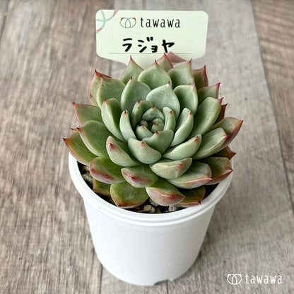 ＊新発売＊　ラジョヤ【tawawaハウス苗】