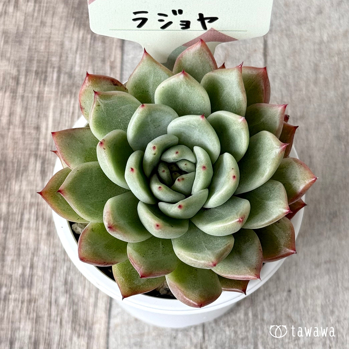 New Arrival* Cubic Frost