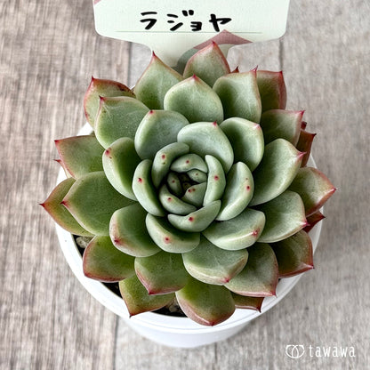 ＊新発売＊　ラジョヤ【tawawaハウス苗】