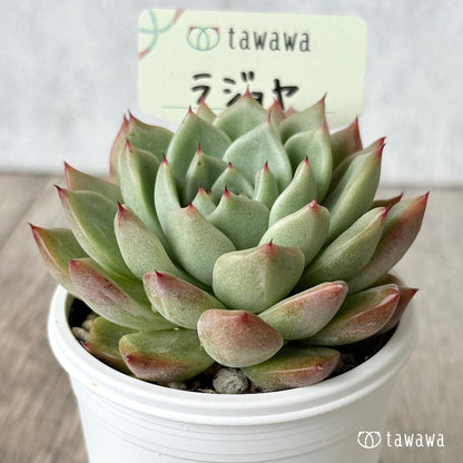 ＊新発売＊　ラジョヤ【tawawaハウス苗】