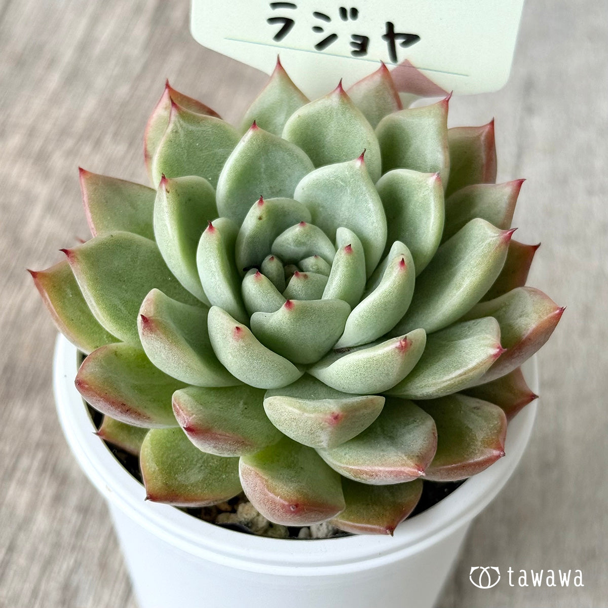 New Arrival* Cubic Frost