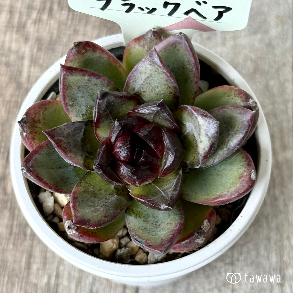 美苗 ブラックペッパー Black pepper アロエ 多肉植物 ラベル付き 美苗