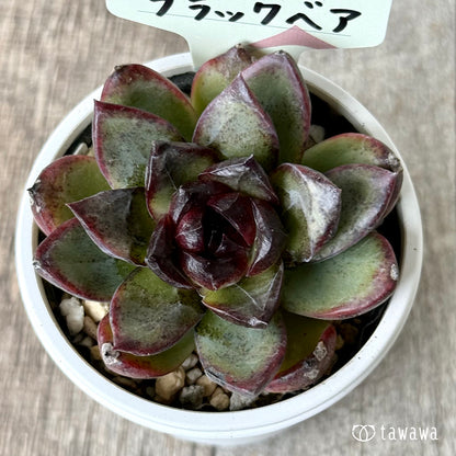 ブラックベア　【tawawaハウス苗】