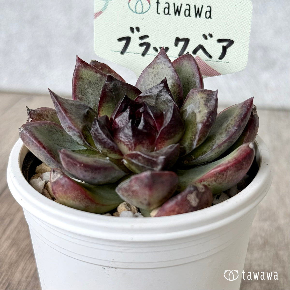 ブラックベア　【tawawaハウス苗】