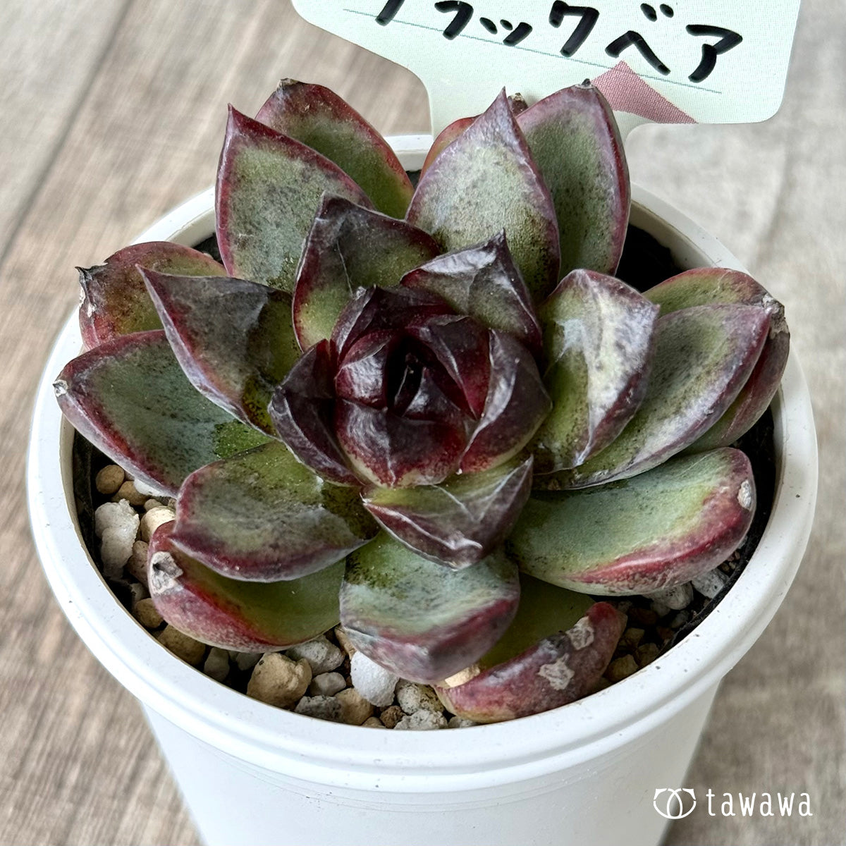 ブラックベア 【tawawaハウス苗】 – 多肉植物の通販・販売サイト tawawa