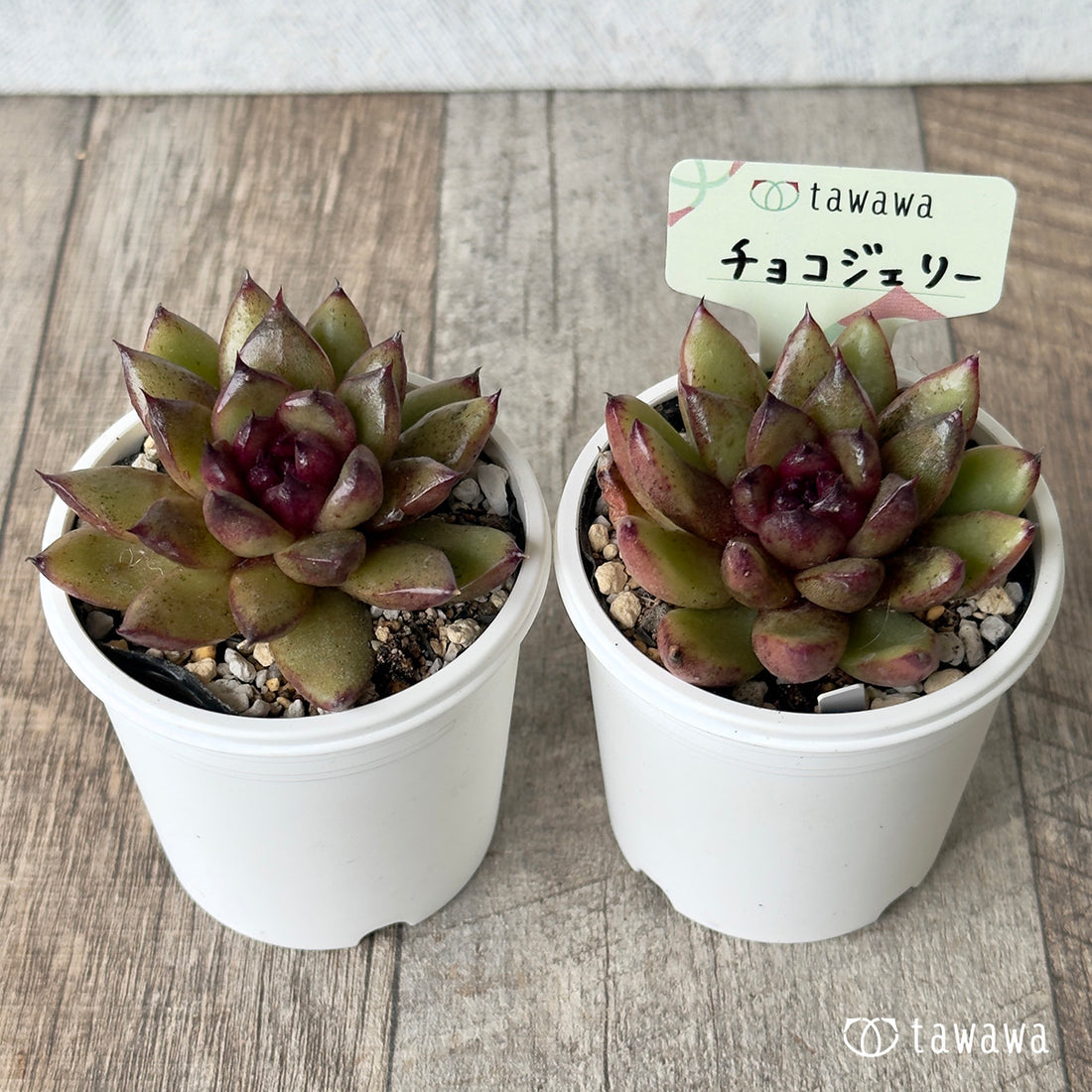 チョコジェリー 【tawawaハウス苗】