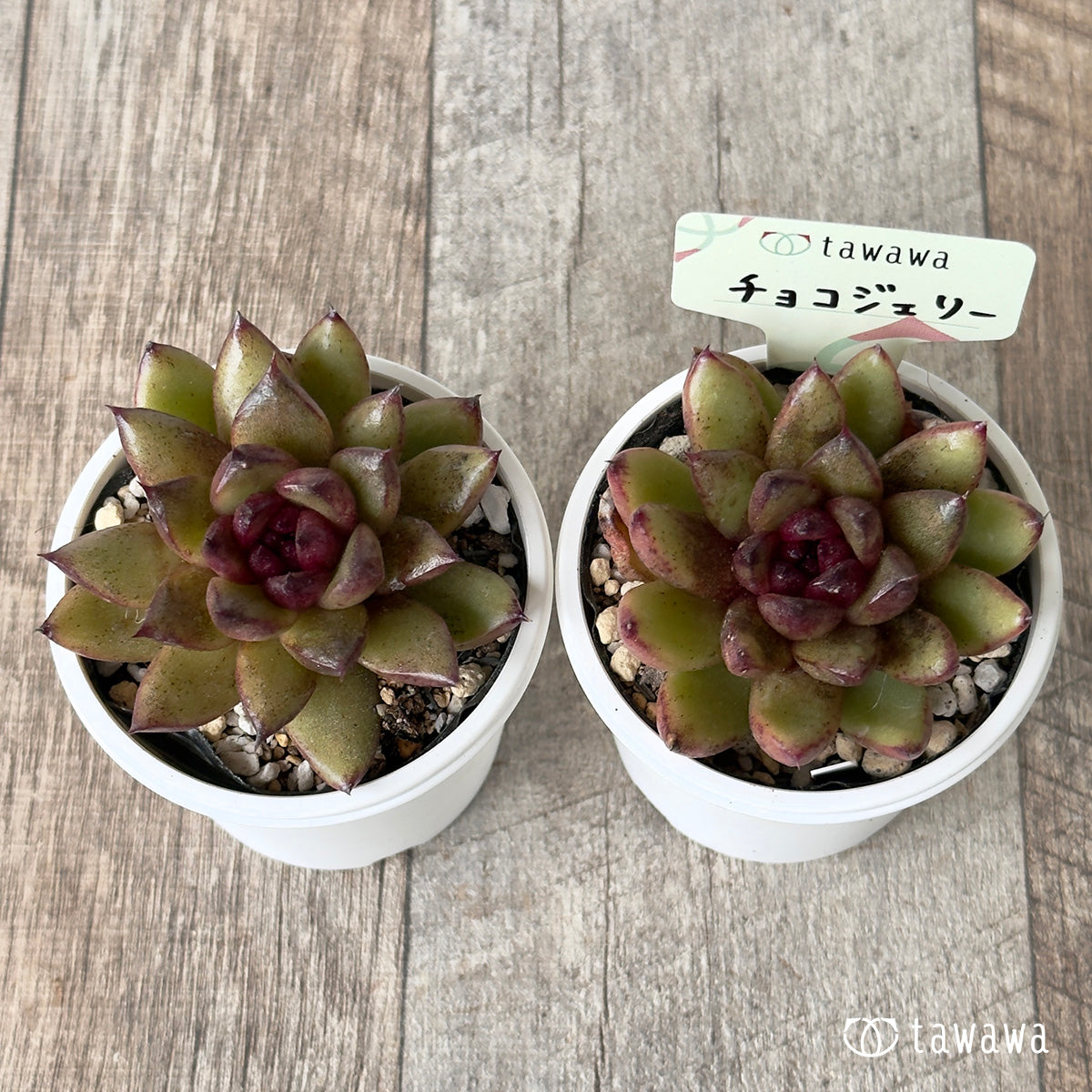 チョコジェリー　【tawawaハウス苗】