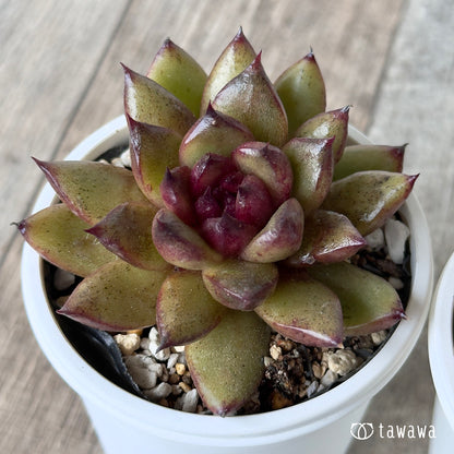 チョコジェリー　【tawawaハウス苗】