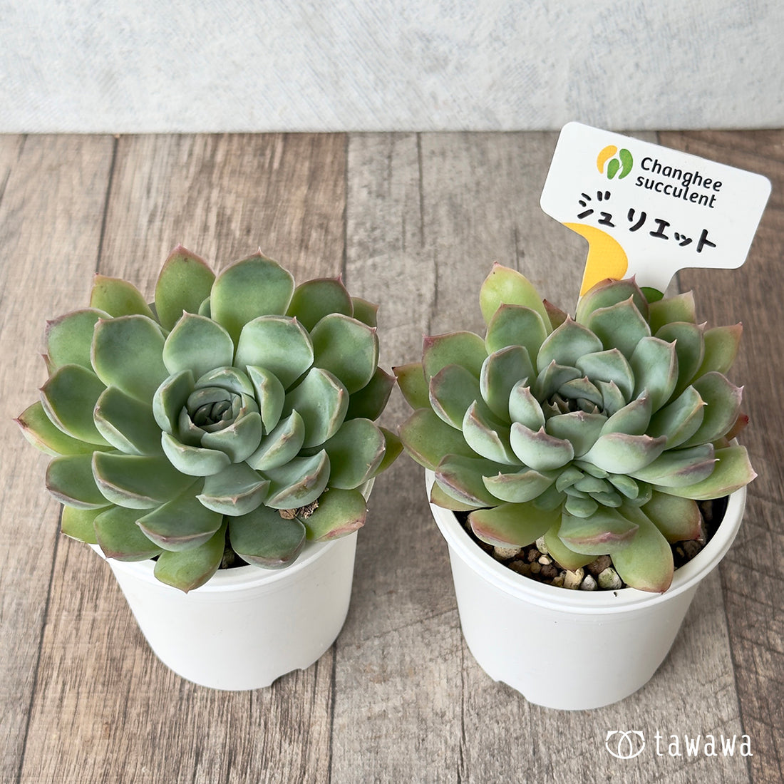 New Arrivals: Ice Green