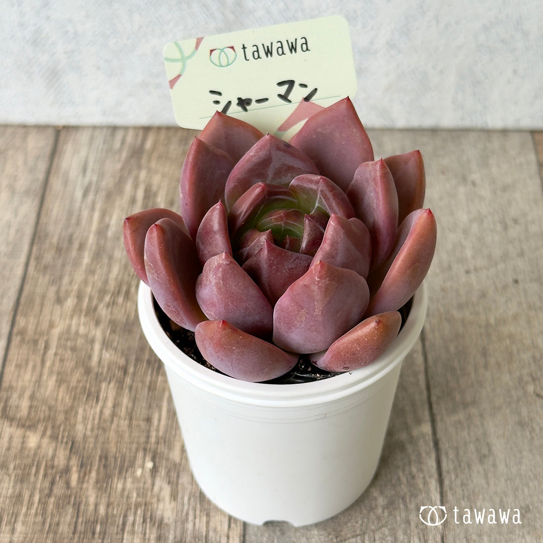 シャーマン　【tawawaハウス苗】