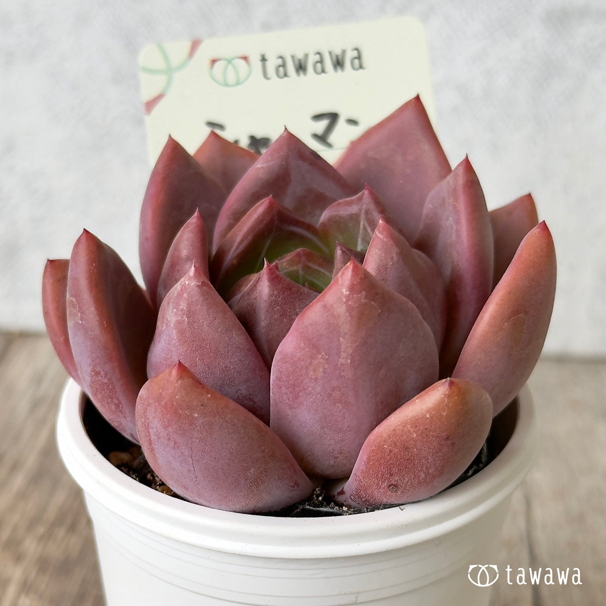 シャーマン　【tawawaハウス苗】