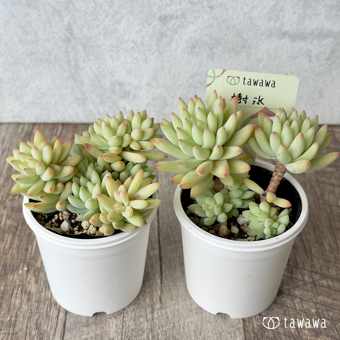 dance performance held in April by geisha and maiko in Kyoto&