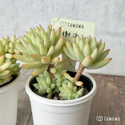 樹氷【tawawaハウス苗】