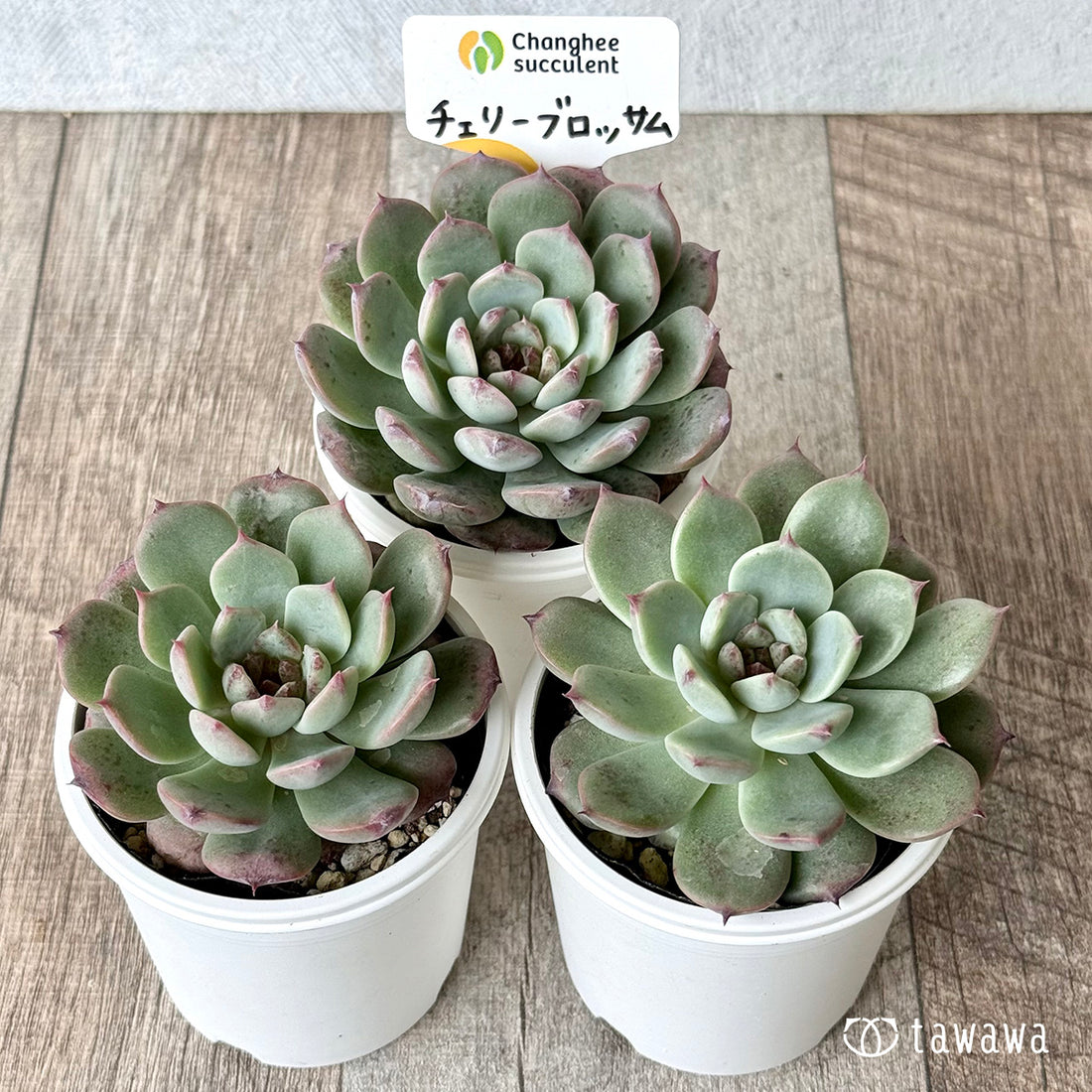 ＊新発売＊　チェリーブロッサム （チャンヒー農園）【tawawaハウス苗】