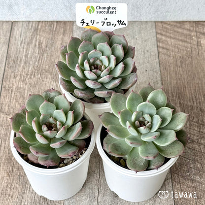 ＊新発売＊　チェリーブロッサム （チャンヒー農園）【tawawaハウス苗】