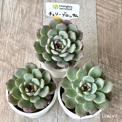 ＊新発売＊　チェリーブロッサム （チャンヒー農園）【tawawaハウス苗】