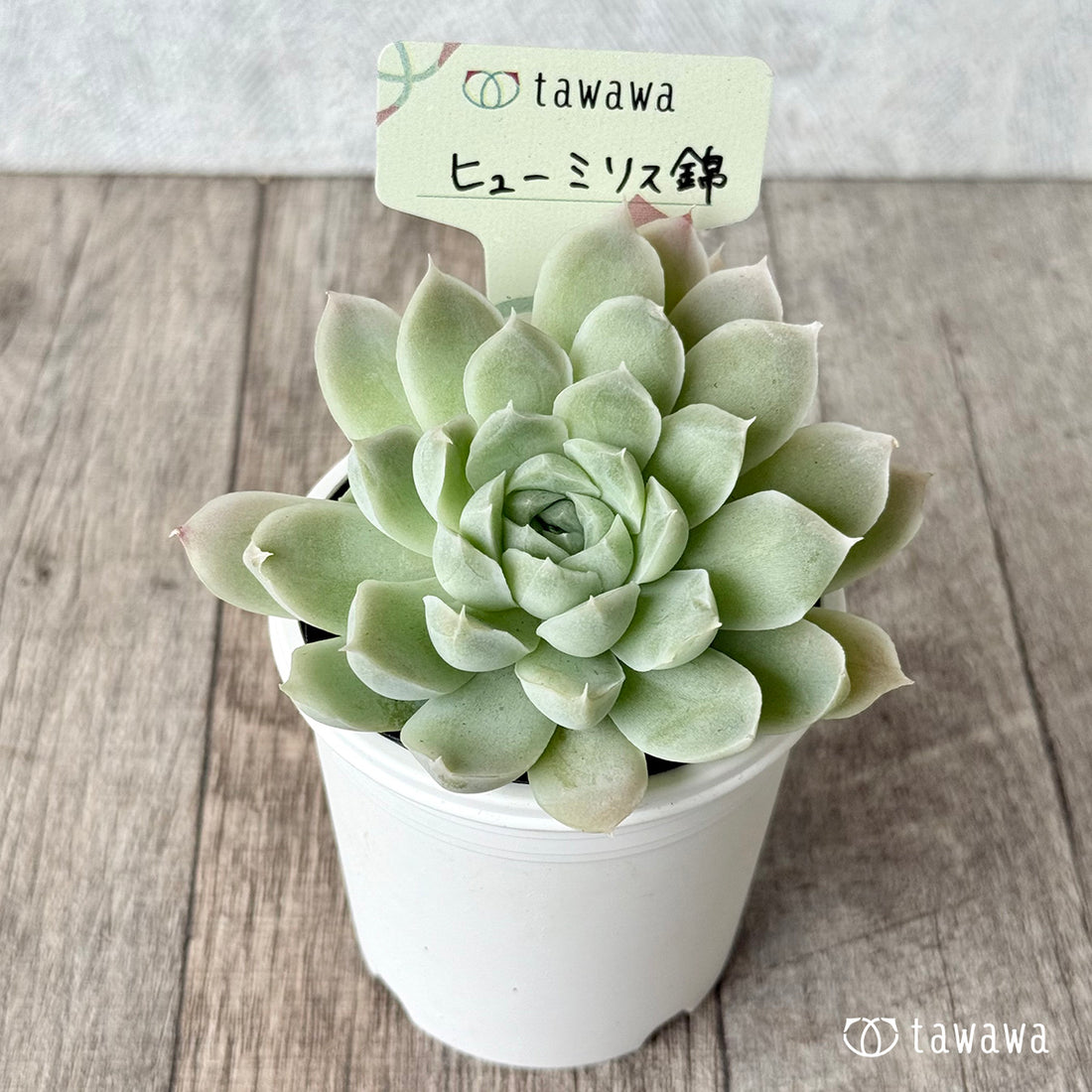 ＊新発売＊　ヒューミリス錦【tawawaハウス苗】
