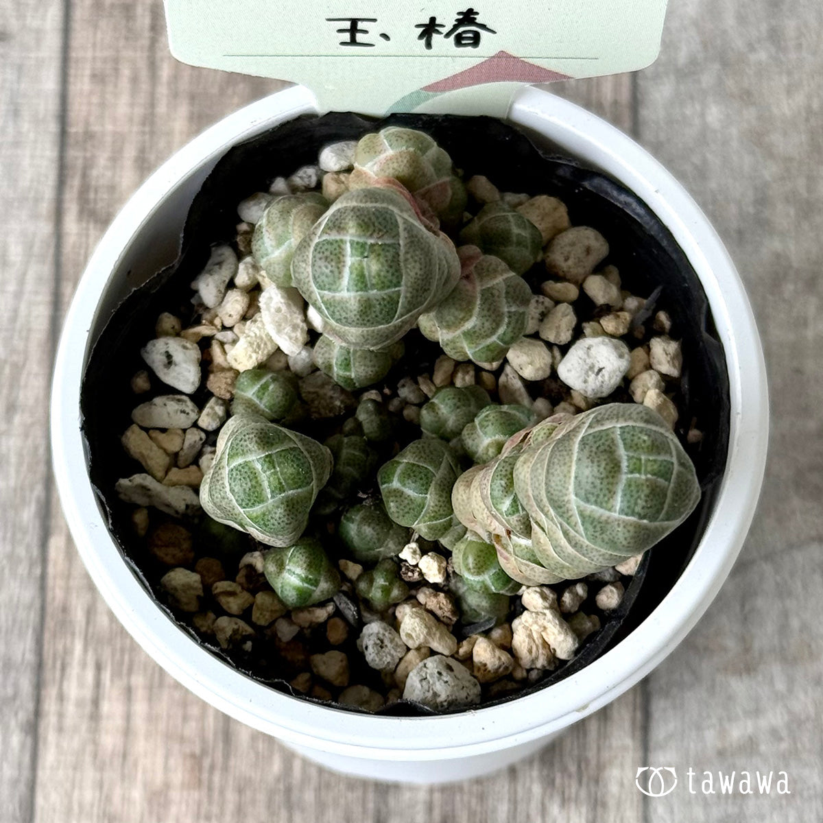 玉椿【tawawaハウス苗】