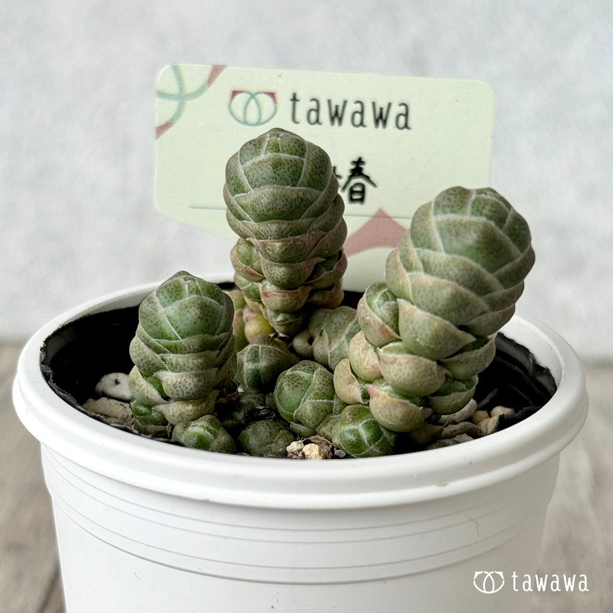 玉椿【tawawaハウス苗】