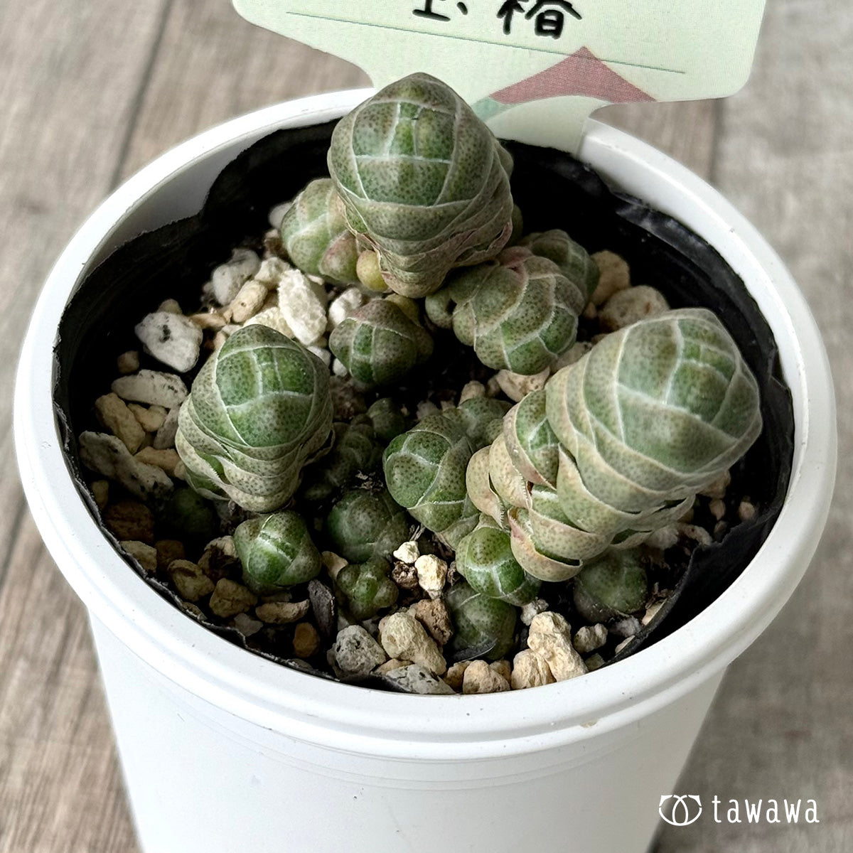 玉椿【tawawaハウス苗】