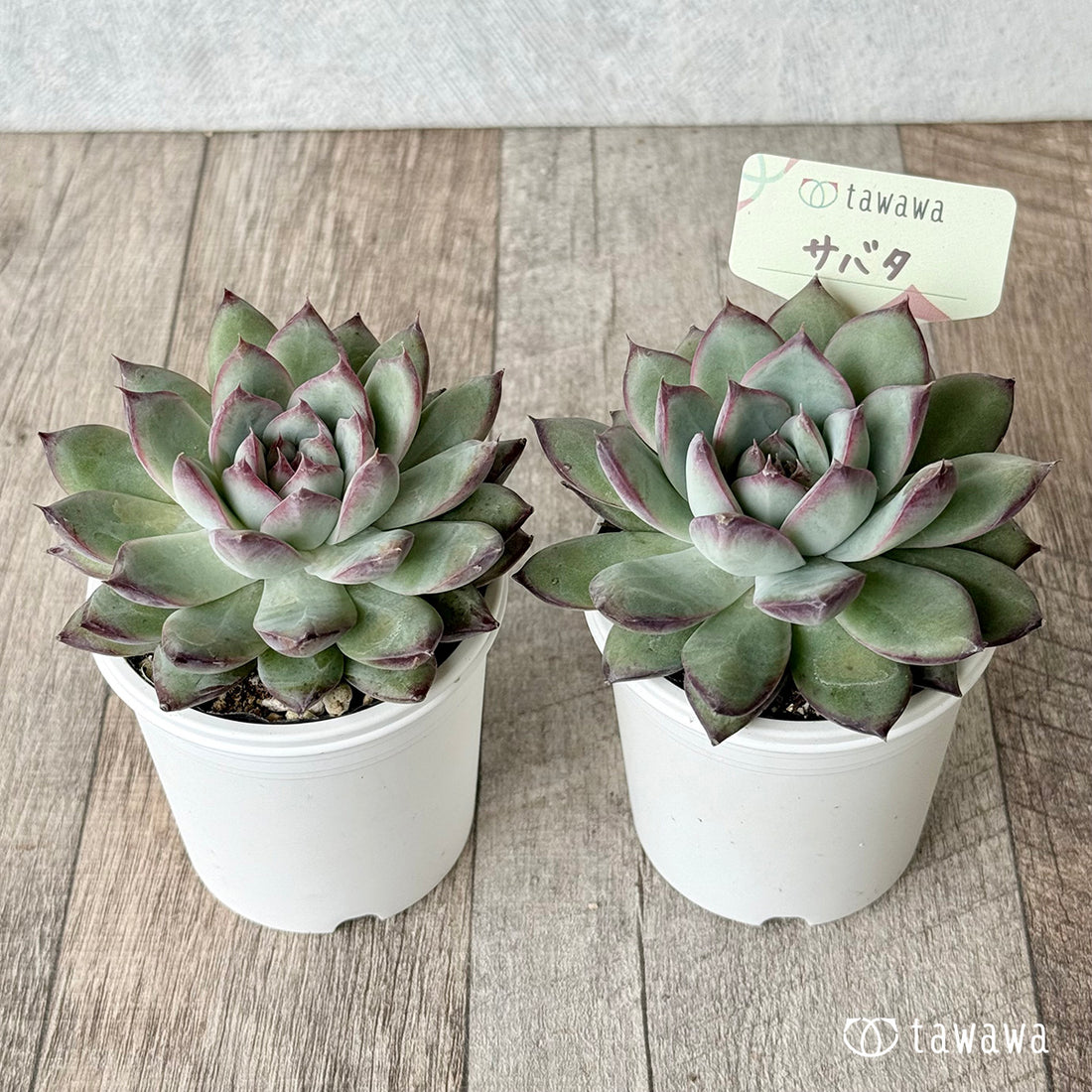 サバタ（エアーマジック農園）【tawawaハウス苗】