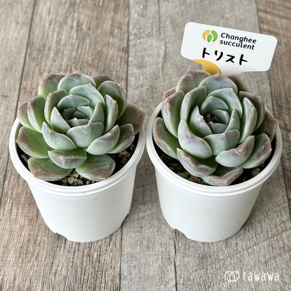 ＊新発売＊　トリスト（チャンヒー農園）【tawawaハウス苗】