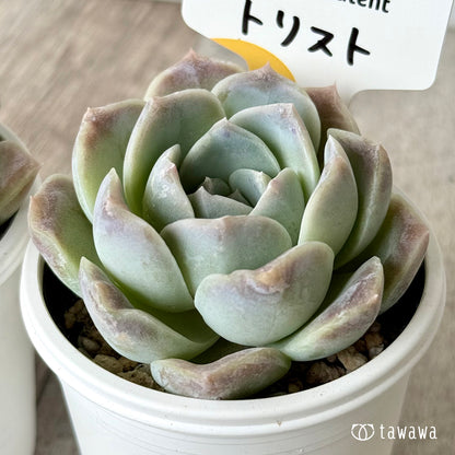 ＊新発売＊　トリスト（チャンヒー農園）【tawawaハウス苗】