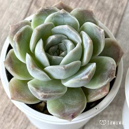 ＊新発売＊　トリスト（チャンヒー農園）【tawawaハウス苗】