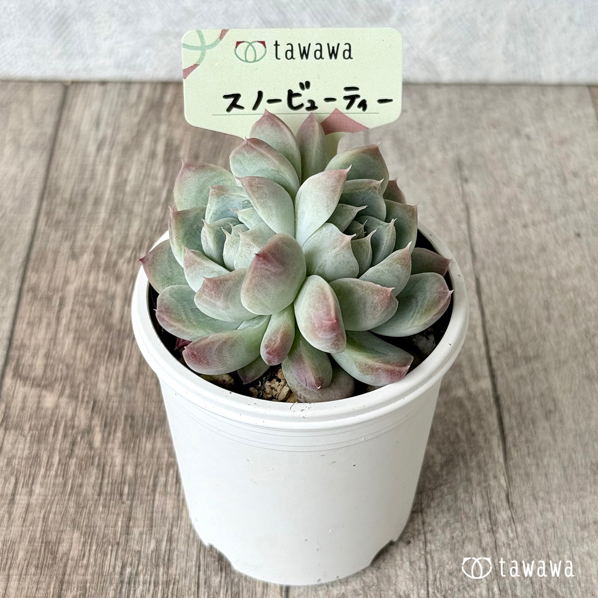 スノービューティー 【tawawaハウス苗】