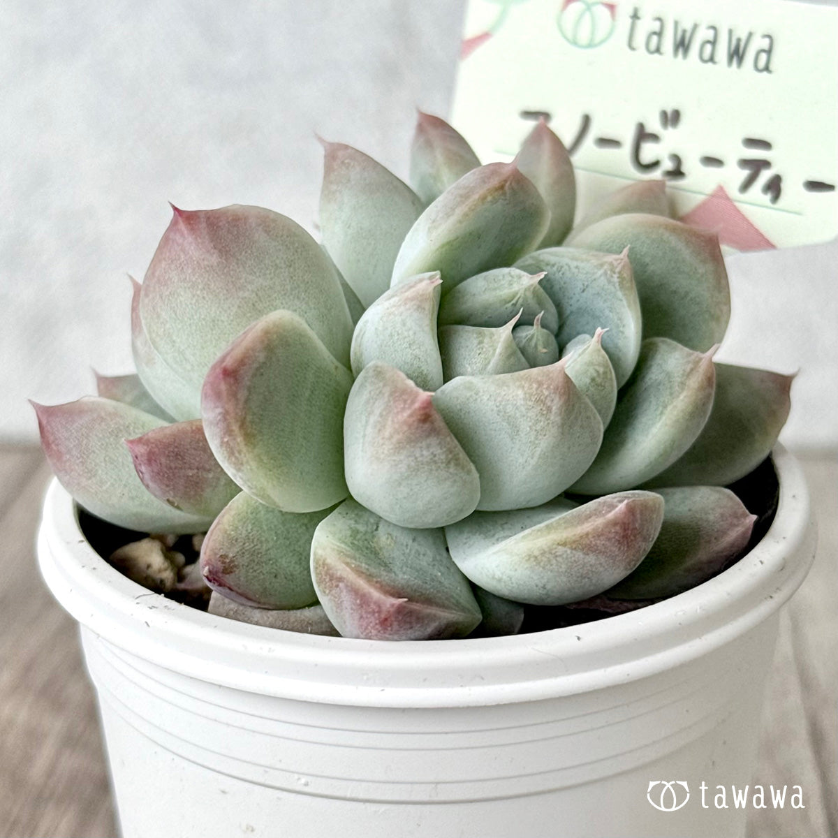 スノービューティー 【tawawaハウス苗】