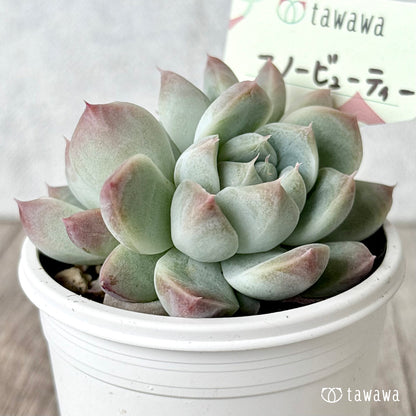 スノービューティー 【tawawaハウス苗】