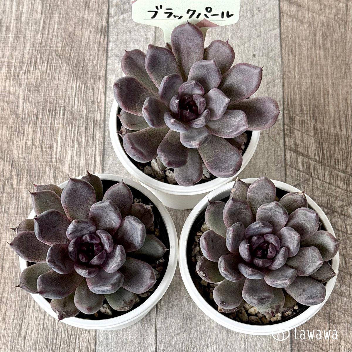 ブラックパール（単頭）【tawawaハウス苗】