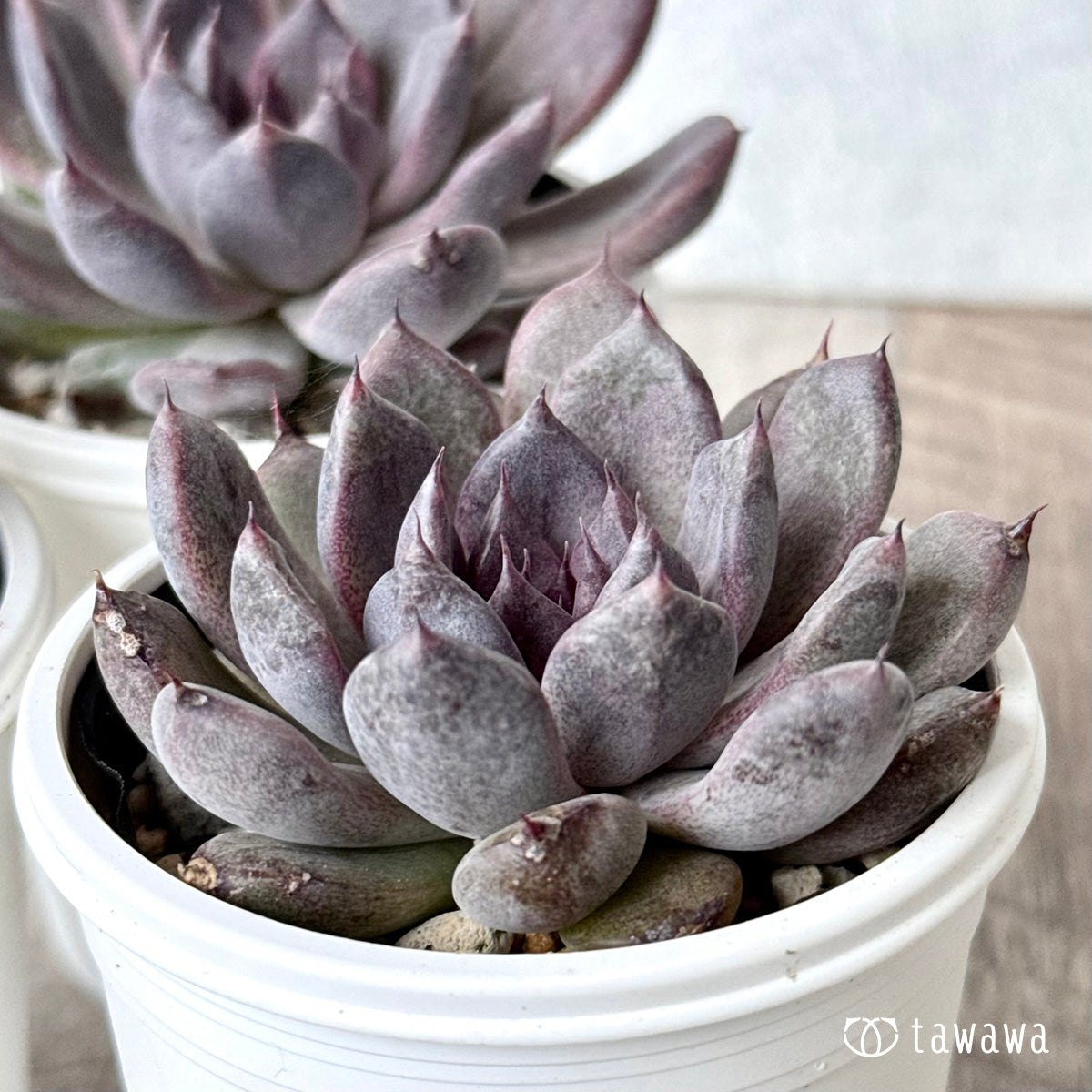 ブラックパール（単頭）【tawawaハウス苗】