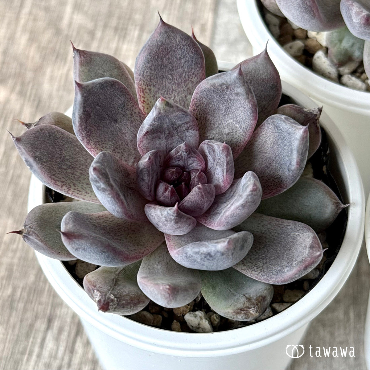 多肉植物 韓国苗 ブラックパール その他多肉植物