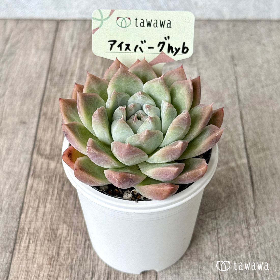 アイスバーグhyb(兄弟農園)【tawawaハウス苗】